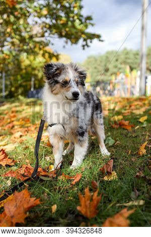 Beautiful Blue Merle Sheltie Puppy Stinding Near Leafs On Autumn. Photo Taken On A Warm Countryside 