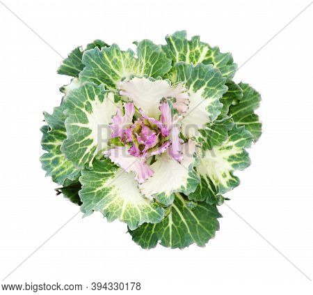 Ornamental Kale Isolated On White. Decorative Cabbage. Brassica Oleracea Var. Acephala.