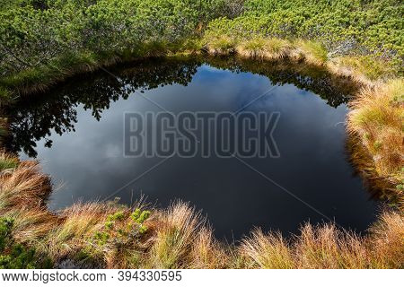 Dark Swamp Water Of Lovrenska Lakes, Slovenia