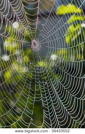 Spinnennetz unter Tageslicht