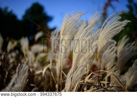 Feather Grass Found As Ornamental Plants In The Garden Design. Known As A Needlegrass. Stipa Grow On