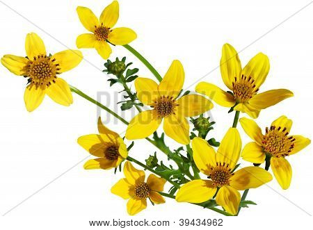 Goldfield Flower