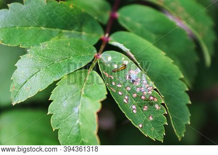 Closeup Of A Pear Slug On A Mountain Ash Branch