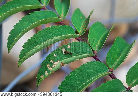 Closeup Of A Small Pear Slug Damaging Leaves