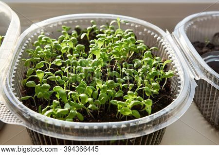 Green, Young Leaves And Sprouts Of Clove Flowers In A Plastic Pot On A White Kitchen Windowsill In S