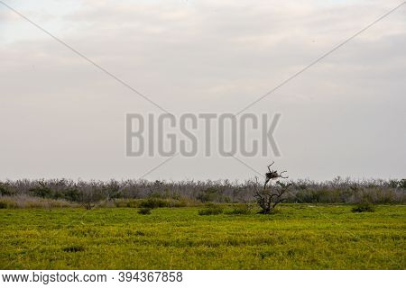 Large Nest Stands Above Prairie Carpeted In Pickleweed In Everglades