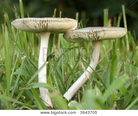 Pilze