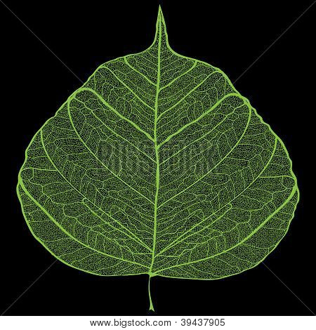 Yeşil yaprak iskelet