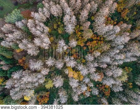 Aerial View Green, Orange And Red Autumn Forest, With Bark Beatle Infected Dead Trees Different Colo