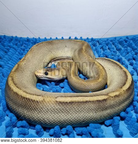 The Ballpython In The Snake Farm Is So Cute