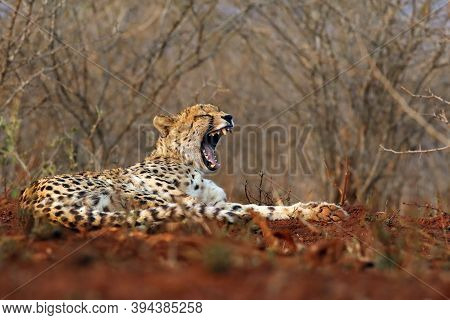 The Cheetah (acinonyx Jubatus), Also Known As The Hunting Leopard, Yawning In The Bush. A Large Chee