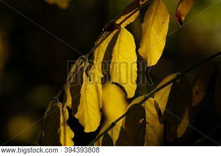 Branch Of Robinia Psudoacacia With Autumn Yellow Leaves Close-up On Dark Background.