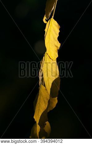 Branch Of Robinia Psudoacacia With Autumn Yellow Leaves Close-up On Dark Background.