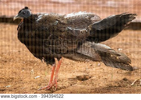 Great Argus Pheasant Bird Standing Still Feathers All Wet