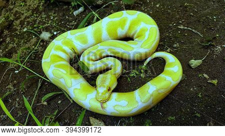 The Albino Ballpython Is So Cute And Good Color