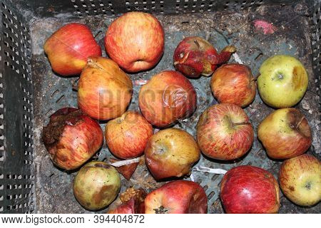 Malus Domestica, Septic Or Bad Apple In The Bucket.