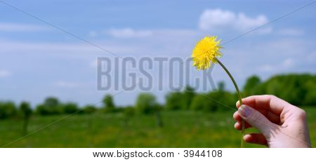 Mano con tarassaco giallo.