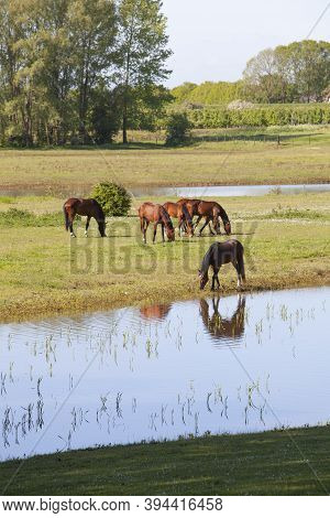 Brown Horses Graze In Floodplanes On Sunny Morning Near River Rhine In Vicinity Of Utrecht In The Ne
