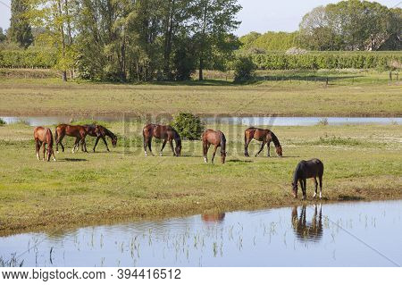 Brown Horses Graze In Floodplanes On Sunny Morning Near River Rhine In Vicinity Of Utrecht In The Ne