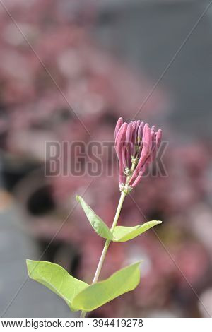 Honeysuckle Dropmore Scarlet Flower Buds - Latin Name - Lonicera X Brownii Dropmore Scarlet