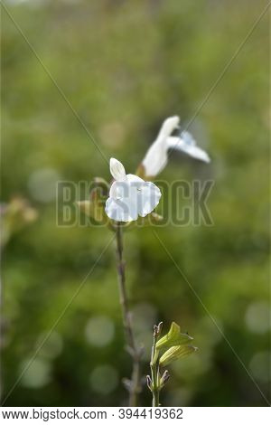 Baby Sage Gletsjer - Latin Name - Salvia Microphylla Gletsjer
