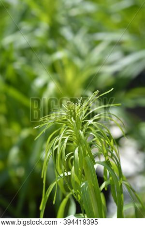 Prairie Gay Feather - Latin Name - Liatris Spicata