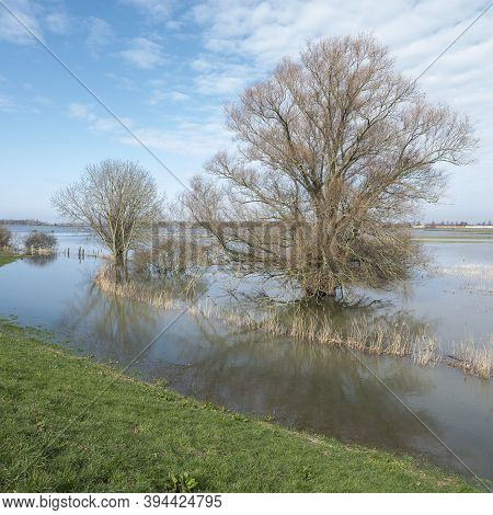 Flooded Trees In Water Of River Waal Near Loevestein Castle In The Netherlands And Reflections On Bl