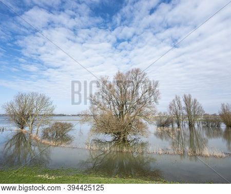 Flooded Trees In Water Of River Waal Near Loevestein Castle In The Netherlands And Reflections On Bl