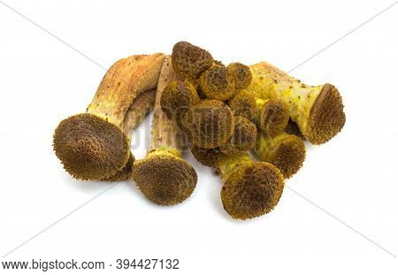 Heap Mushrooms Honey Agaric On White Isolated Background.