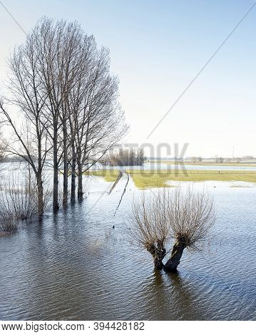 Poplars In Floodplanes Of River Waal In The Netherlands Under Blue Sky After Sunrise