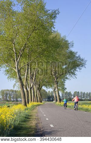 Yellow Flowers And Colorful Children On Bicycle On Country Road In Spring Near Leerdam In The Nether