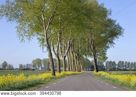 Country Road With Yellow Rapeseed Flowers And Tree Line Near Leerdam In Holland Under Blue Sky In Sp