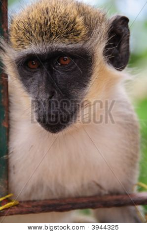 Monkey In Captivity