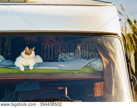 Cat Laying On Bed In Rv Integra Camper Car And Looking Around Trought Front Window Pane. Motorhome T