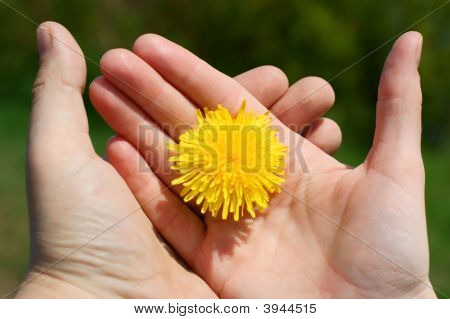 Mano con tarassaco giallo.