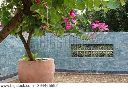 Lovely Quiet Corner In The Oriental Garden With Blooming Hong Kong Orchid Flower 'bauhinia X Blakean