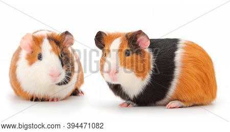 Two Guinea Pigs Isolated On White Background. Funny, Guineapig.