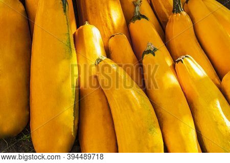 Yellow Squash. Fresh Yellow Zucchini At Outdoor Market Place. Vegetable Marrow Courgette Or Zucchini