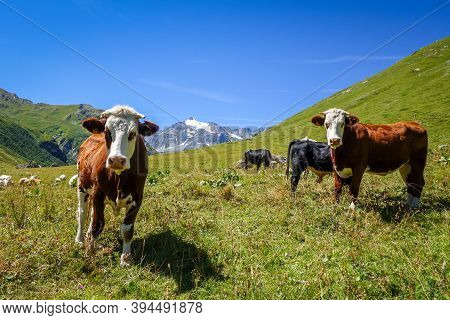 Cows In Alpine Pasture, Pralognan La Vanoise, French Alps