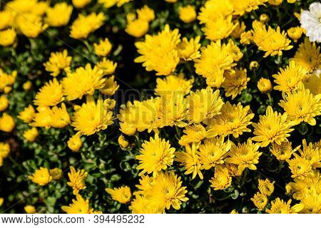 Many Vivid Yellow Chrysanthemum X Morifolium Flowers In A Garden In A Sunny Autumn Day
