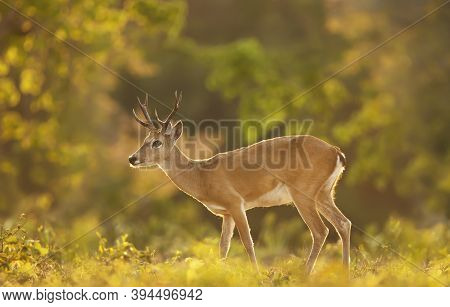 Close Up Of A Pampas Deer In The Meadow, Pantanal, Brazil.