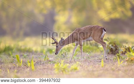 Close Up Of A Pampas Deer Grazing At Sunset, Pantanal, Brazil.