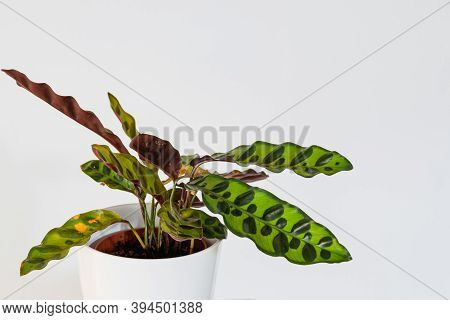 Calathea Lancifolia Plant (peacock Plant) On A White Background In A Modern Apartment.