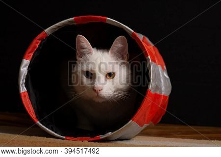 Beautiful White House Cat With Heterochromia Iridum Is Lurking From The Depth Of A Cat Tunnel.