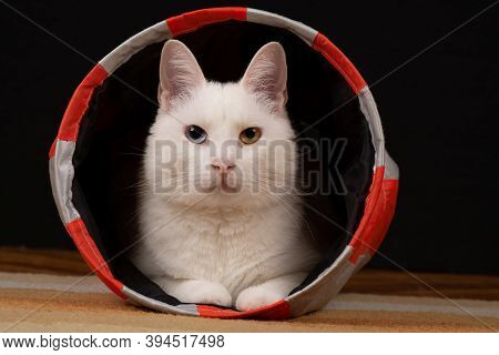 White Cat With Heterochromia Iridum Is Lying In The Cat Tunnel And Looking At The Camera
