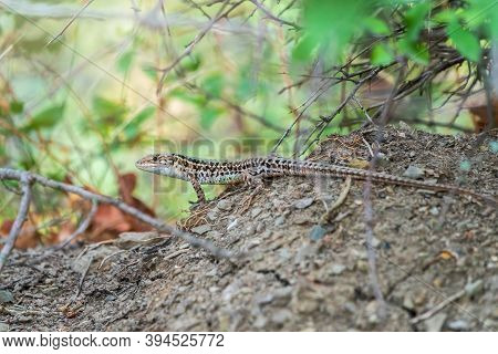 The Balkan Wall Lizard, Lat. Podarcis Tauricus, Standing On Ground With Green Background, Full Lengt