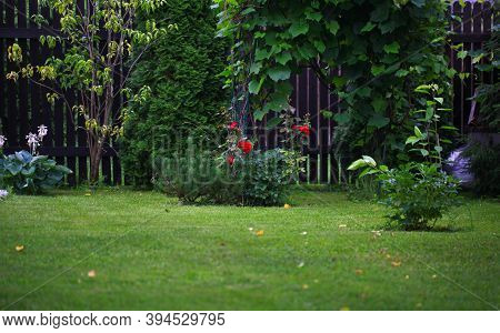 Blur Landscape In The Home Garden. Young Pine-tree And Garden Path. The Concept Of Landscaping Desig
