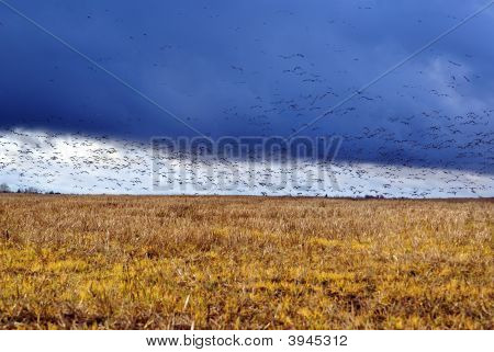 Aves en campos de otoño