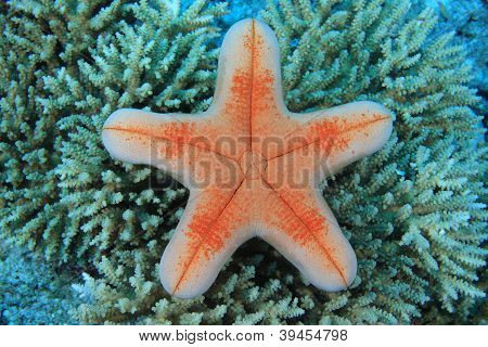 Sea star