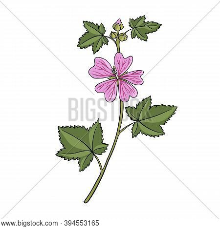 Vector Drawing Mallow Flower, Malva Sylvestris, , Hand Drawn Illustration